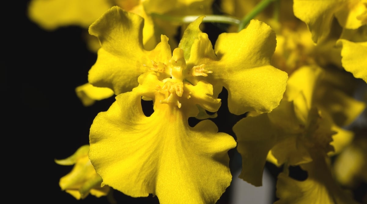 Close-up of an Oncidium concolor &lsquo;Mother Teresa&rsquo; flower against a black background. The flower has small sepals and yellow petals. The lip of this color is large, bright yellow, scalloped along the outer edge.
