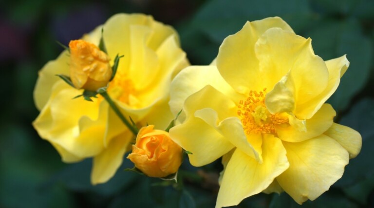 21 Pollinator Friendly Roses to Grow This Season