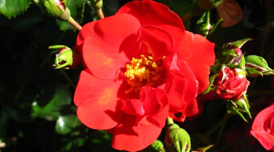 21 Pollinator Friendly Roses to Grow This Season