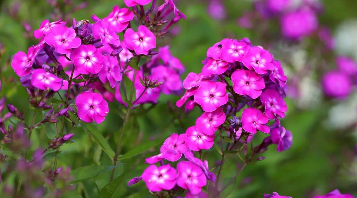 Close-up of a blooming Phlox in the garden, against a blurred green background. It is a herbaceous perennial with a dense and upright growth habit. Phlox leaves are lanceolate, oblong and arranged in opposite order along the stems. They are dark green and have a smooth texture. The flowers form dense racemes or panicles at the top of the stems and are held high above the foliage. The flowers are tubular, open, and have five petals of a bright pink-purple color.