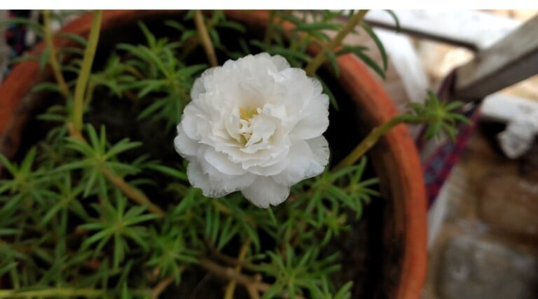 How to Plant, Grow and Care For Portulaca