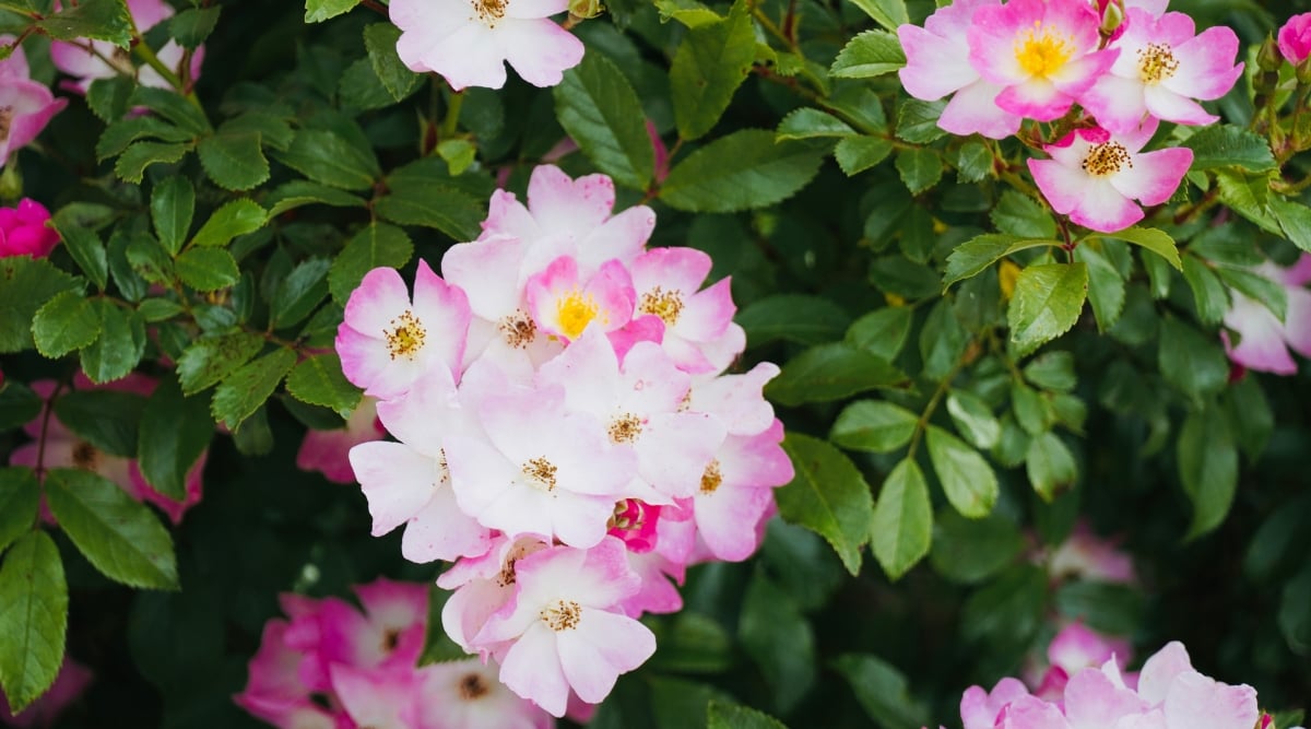Close-up of a flowering shrub Rosa &lsquo;Ballerina&rsquo; among green foliage. The flowers are small, solitary and boast a cheerful and delicate pink to white blush. The flowers have a simple yet elegant appearance, with five petals. The foliage is pinnately compound, consisting of oval dark green leaflets with serrated edges.