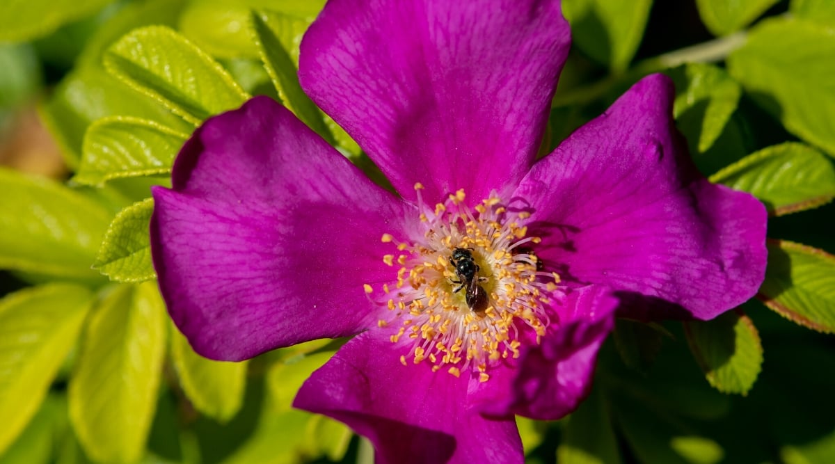 Close-up of a blooming Rosa &lsquo;Basye&rsquo;s Purple&rsquo; with a bee gathering nectar. The flower is large, saucer-shaped, with petals of a rich fuchsia color with wavy edges. Golden stamens protrude in the center of the flower.