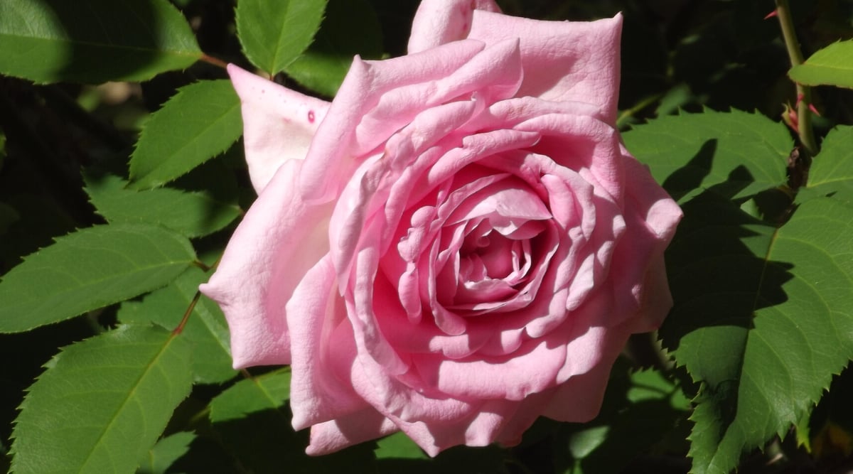 Close-up of a blooming Rosa &lsquo;Belinda&rsquo;s Dream&rsquo; in a sunny garden. The flower is large, fully double, boasting a luxurious and dreamy medium pink color with hints of blush. The flower has a classic and romantic appearance, with elegantly rounded and cupped petals.