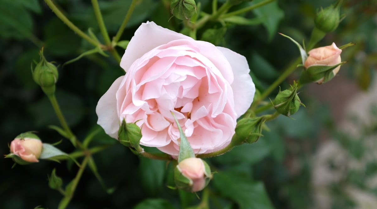 Close-up of a blooming rose &lsquo;Duchesse de Brabant&rsquo; against a blurred background of dark green foliage. A medium-sized flower, semi-double, with delicate pink cupped petals.