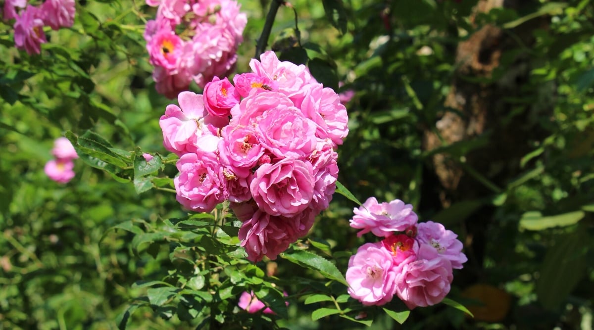 Close-up of blooming clusters of Rosa &lsquo;Excellenz von Schubert&rsquo; flowers in a garden, against a blurry background. The flowers are medium, double, boasting a luxurious and rich mauve color with hints of purple. The flowers have a classic and romantic appearance, with delicately rounded petals. The leaves are medium green and glossy, composed of oval leaflets with serrated edges and pointed tips.