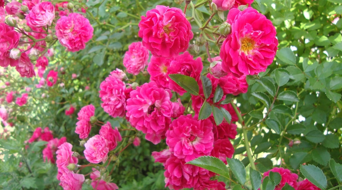 Close-up of blooming roses &lsquo;Flower Carpet Pink Supreme&rsquo; in the garden. Each flower is a semi-double flower consisting of several layers of petals. The color of the flowers is lovely pink. Petals are small, corrugated.