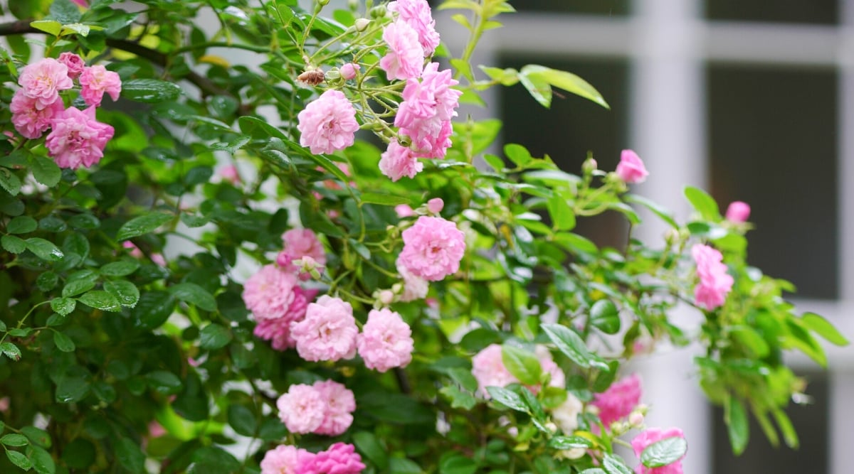 Close-up of a flowering bush Rosa &lsquo;Peggy Martin&rsquo; in the garden, against a blurred background. The flowers are medium sized, solitary, boasting a beautiful shade of soft pink with a touch of apricot. The flowers have a charming and elegant appearance, with ruffled petals and a golden center.