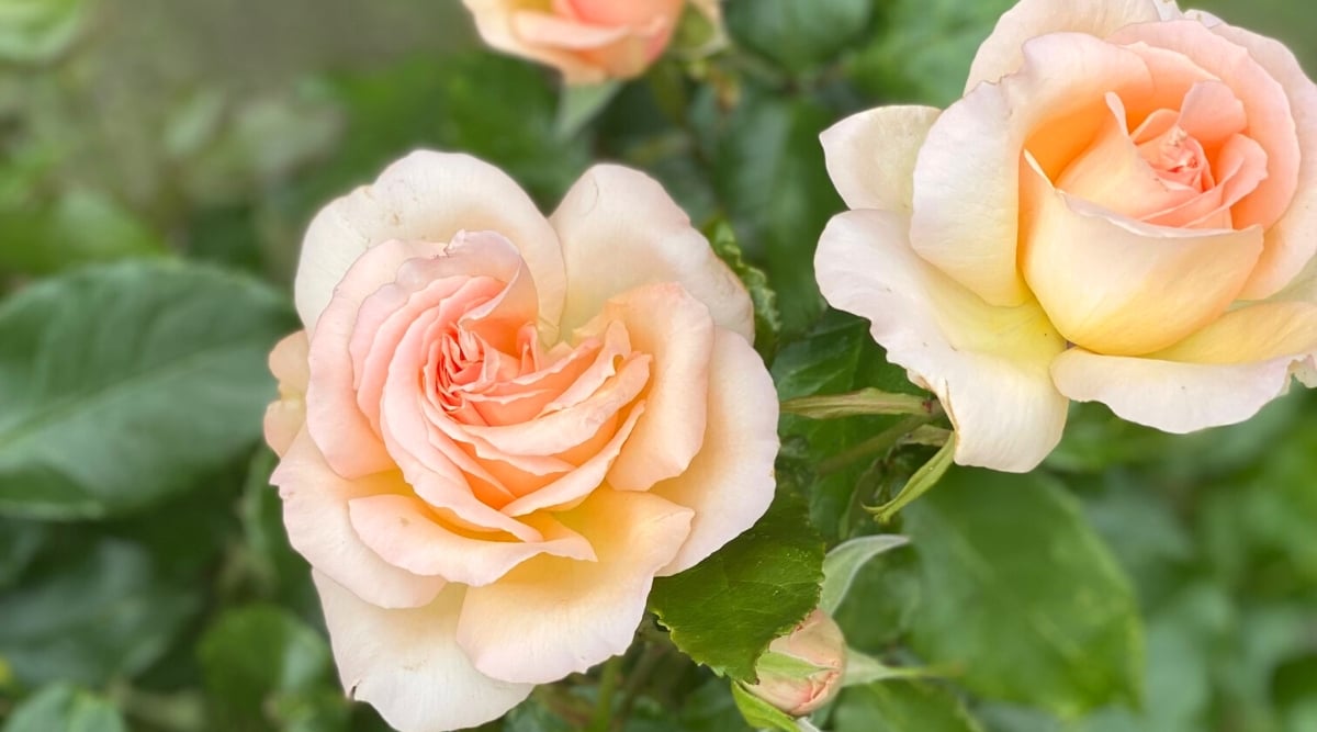 Top view, close-up of blooming roses &lsquo;Perle d&rsquo;Or&rsquo; against a blurred green background. Flowers are medium sized, double, with silky rounded petals from pale yellow to apricot. The leaves are medium green and glossy, composed of oval leaflets with serrated edges.