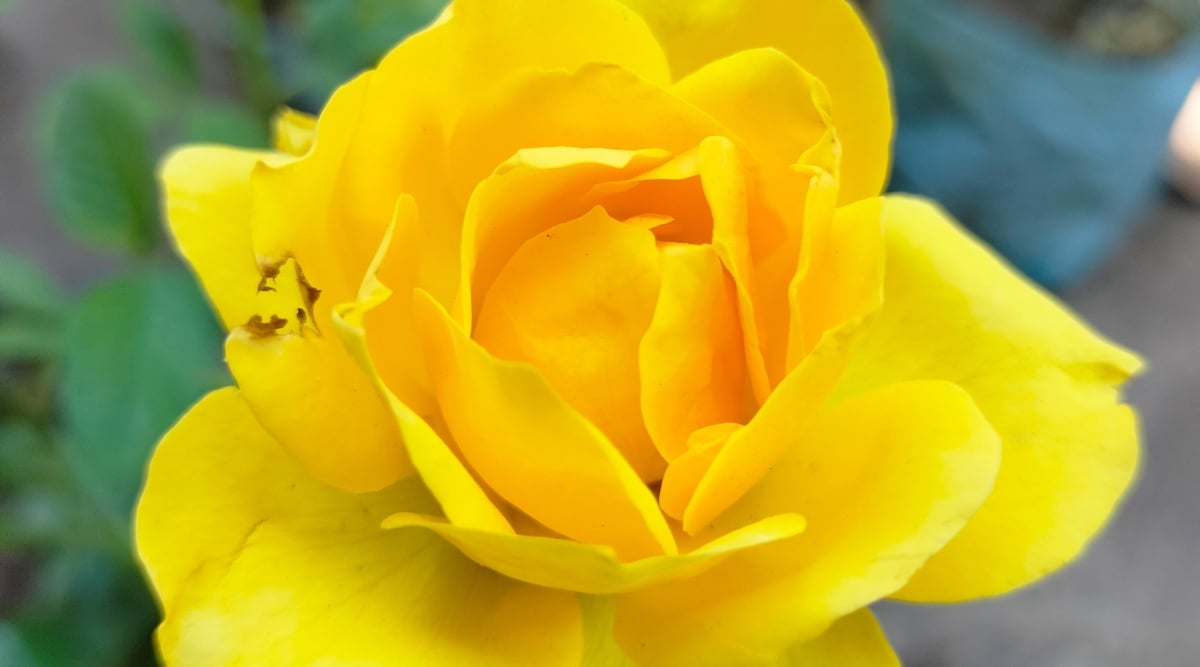 Close-up of a Rosa &lsquo;Sunsprite&rsquo; flower against a blurred background. The flower is large, lush, consists of large round petals of bright pink color. The petals have a velvety texture with ruffled edges.