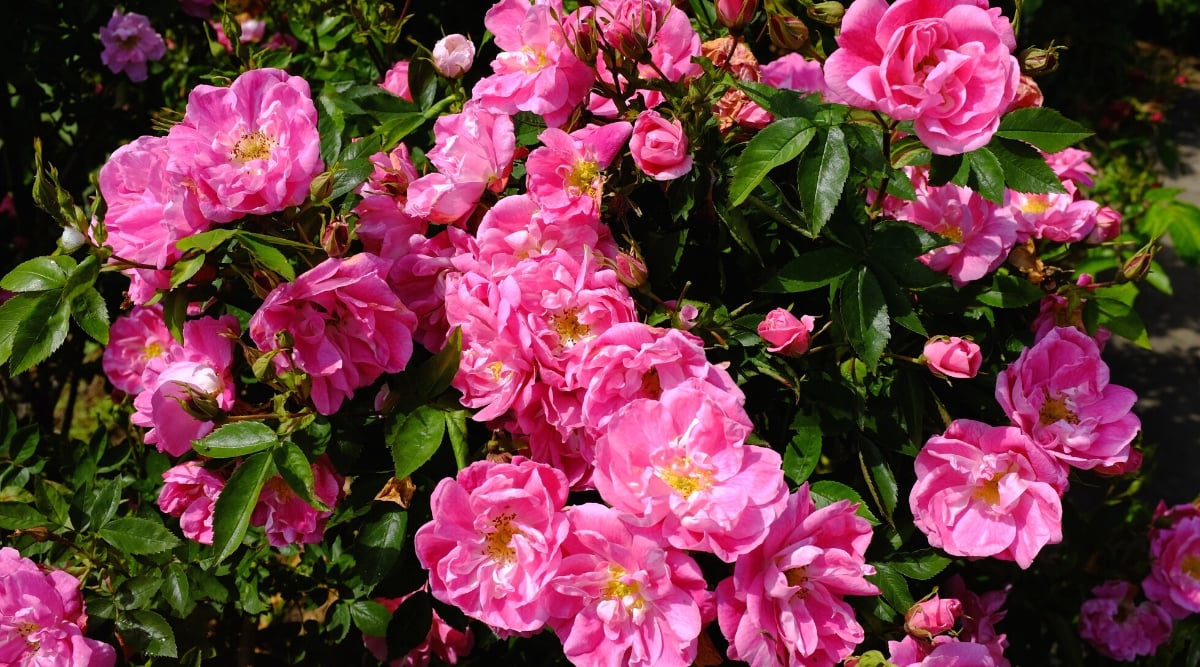 Close-up of a flowering bush of Rosa &lsquo;William Baffin&rsquo; in a sunny garden. Rose &lsquo;William Baffin&rsquo; is a stunning climbing rose with large, semi-double flowers in a delightful strawberry pink color. The flowers are slightly cupped with elegant inward-curved petals. In the center of each flower there is a shining golden eye. The leaves are dark green and shiny, composed of oval toothed leaflets.