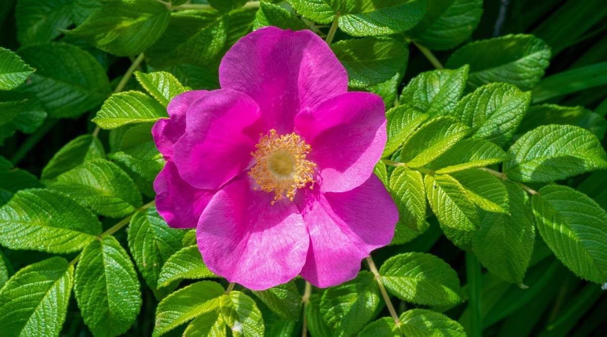 Close-up of a blooming Rosa &lsquo;Woodsii&rsquo; flower in a garden. The plant has a dense and spreading habit. Its stems are armed with sharp thorns. The flower is small, delicate, solitary, with five pink petals. The leaves are pinnately compound, consisting of 5-7 oval-shaped leaflets. The foliage is bright green creating an attractive contrast with the soft pink flowers.