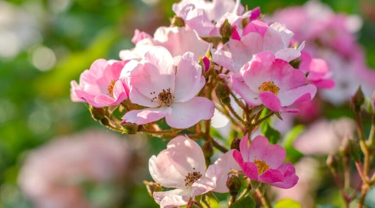 21 Pollinator Friendly Roses to Grow This Season