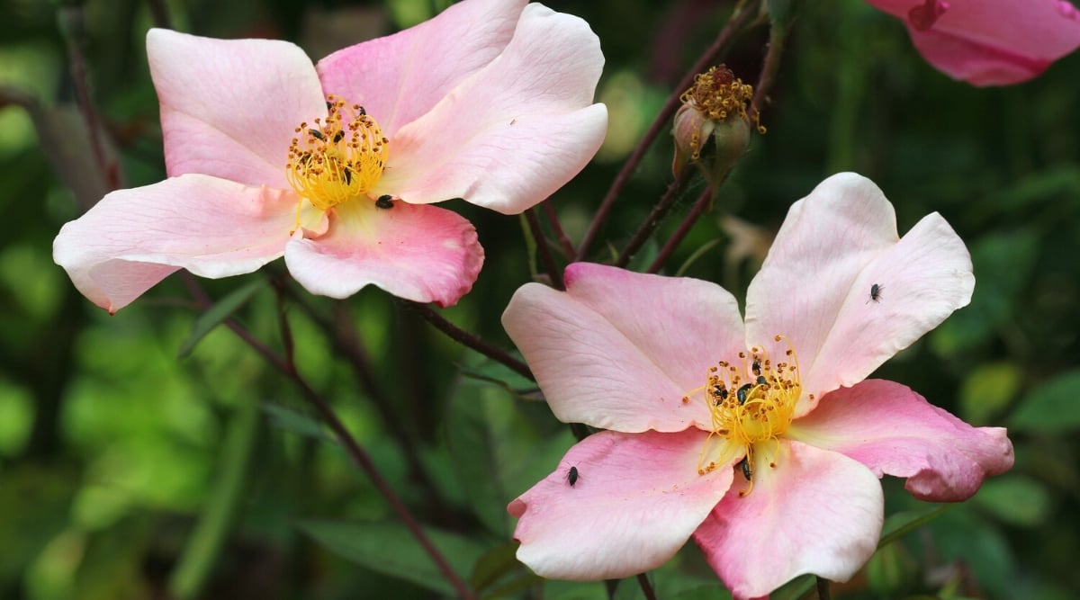 Close-up of two blooming flowers of Rosa &lsquo;Mutabilis&rsquo; against a blurred backdrop of a garden. The flowers are single-petalled, medium in size, showing a spectacular color changing effect. They start with a soft yellow or pink hue and gradually progress to shades of orange, raspberry and deep red as they mature.