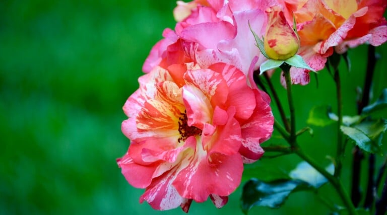 14 Brightly Colored Roses to Grow This Season