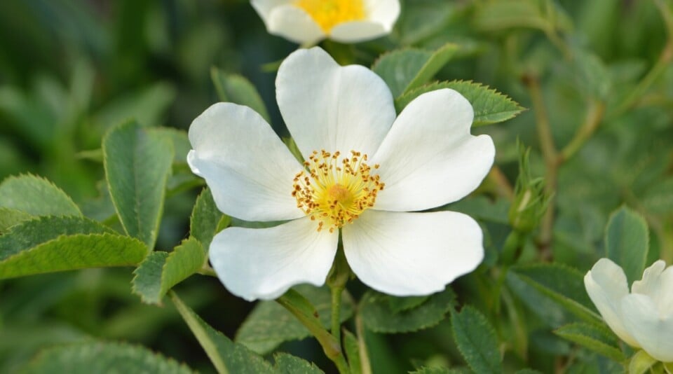 21 Pollinator Friendly Roses to Grow This Season
