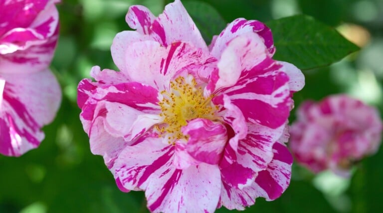 21 Pollinator Friendly Roses to Grow This Season