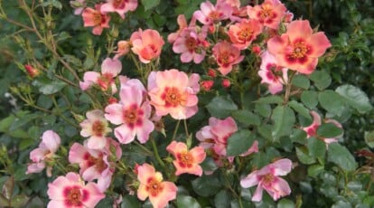 21 Pollinator Friendly Roses to Grow This Season