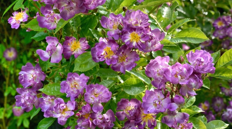 21 Pollinator Friendly Roses to Grow This Season
