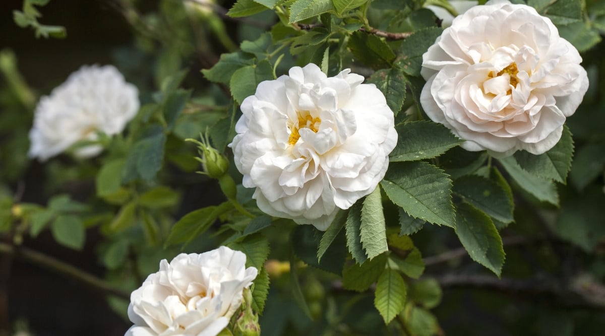 Close-up of blooming roses alba &lsquo;Maxima&rsquo; against a blurred leafy background. The stems of the plant are decorated with characteristic jagged dark green foliage. The flowers are large, double, beautiful snow-white color, with a creamy tinge. The flowers have a classic timeless look, reminiscent of pom-poms with rounded and clustered petals. The leaves of Rosa alba &lsquo;Maxima&rsquo; are pinnately compound, consisting of many leaflets arranged along the stem.