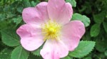 15 Wild Roses For a Woodland Garden