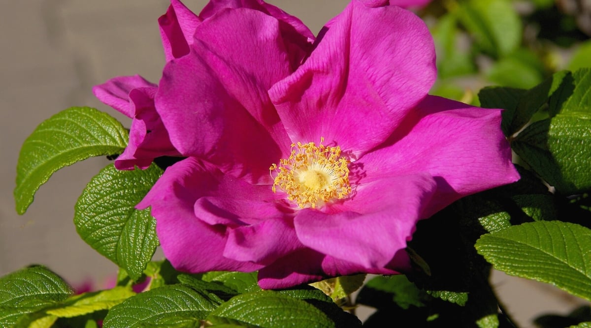 Close-up of a flowering Rosa rugosa rubra &lsquo;Scabrosa&rsquo; plant in a garden. Rosa rugosa rubra &lsquo;Scabrosa&rsquo; has dark green leaves with a rough texture. They are large, oval in shape, and have serrated edges. The flower is large, solitary, with dark pink petals, creating a cupped shape. Pale yellow stamens protrude from the center of the flower.