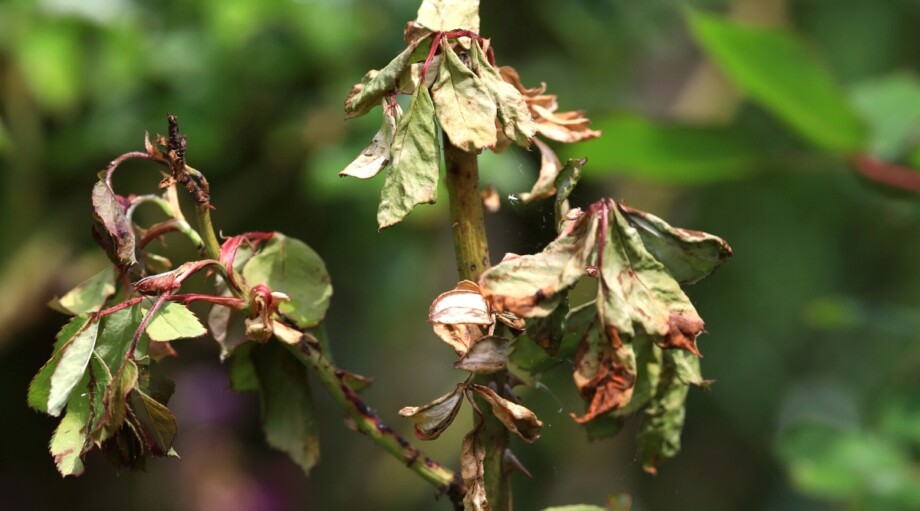 Over Watering Roses 15 Common Problems Every Rose Gardener Will Face