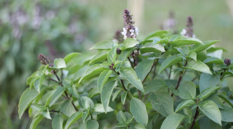 How and When to Harvest Basil This Season