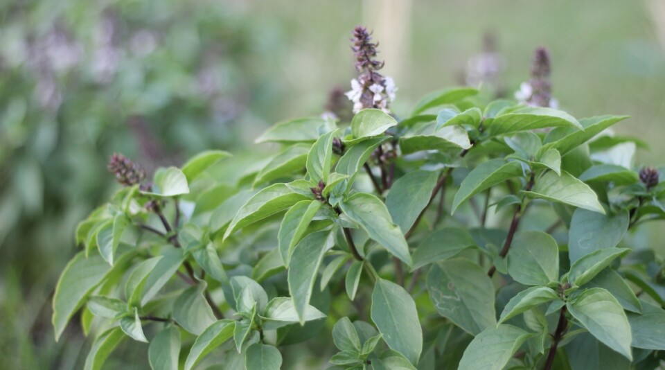 Pink Basil How and When to Harvest Basil This Season