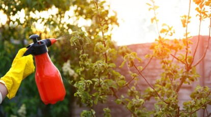 Peach Tree Growth Stages: How Fast Do Peach Trees Grow?