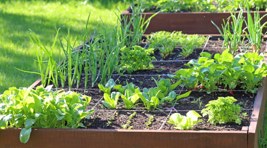 15 Tips for Gardening in Small Spaces