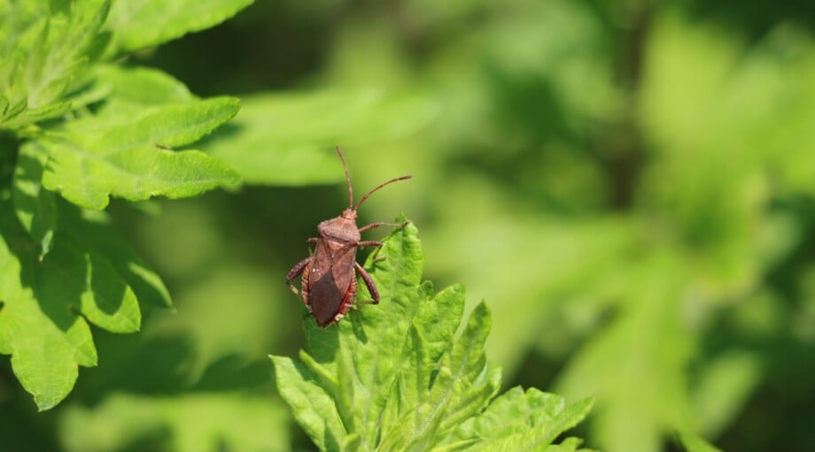 15 Garden Pests To Watch Out For This Season