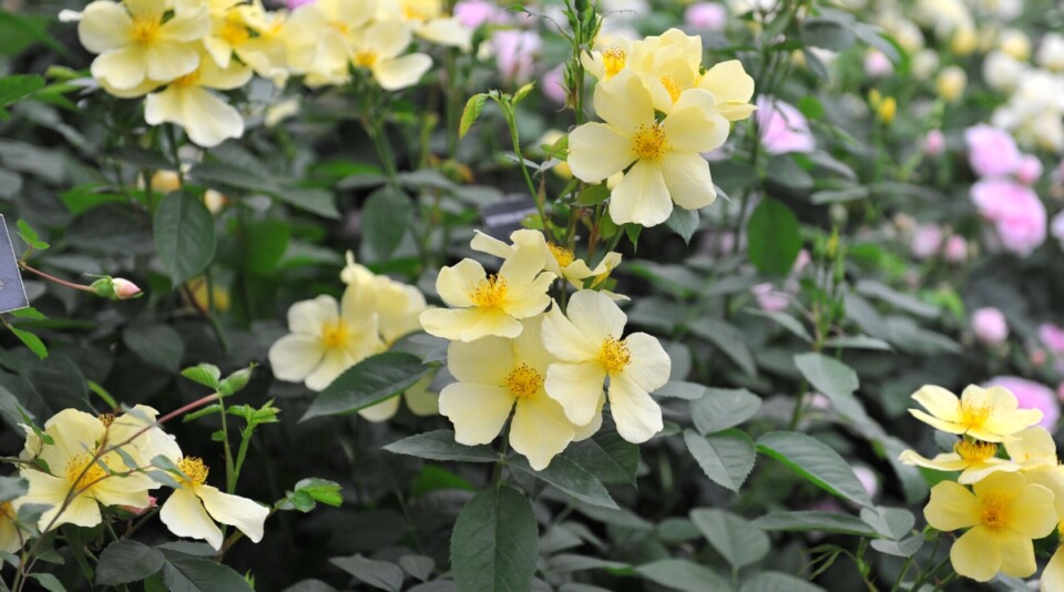 21 Pollinator Friendly Roses to Grow This Season