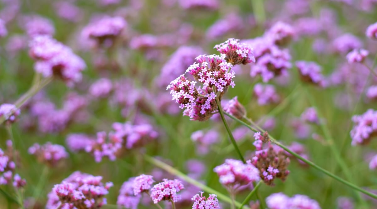 Close-up of flowering Verbena plants in the garden. on a blurred green background. The plant produces long, slender, branched stems with clusters of small, purple-colored tubular flowers. The flowers are star-shaped and have five petals.