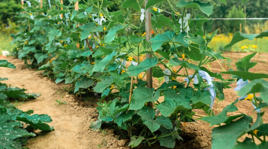 15 Tips for Gardening in Small Spaces