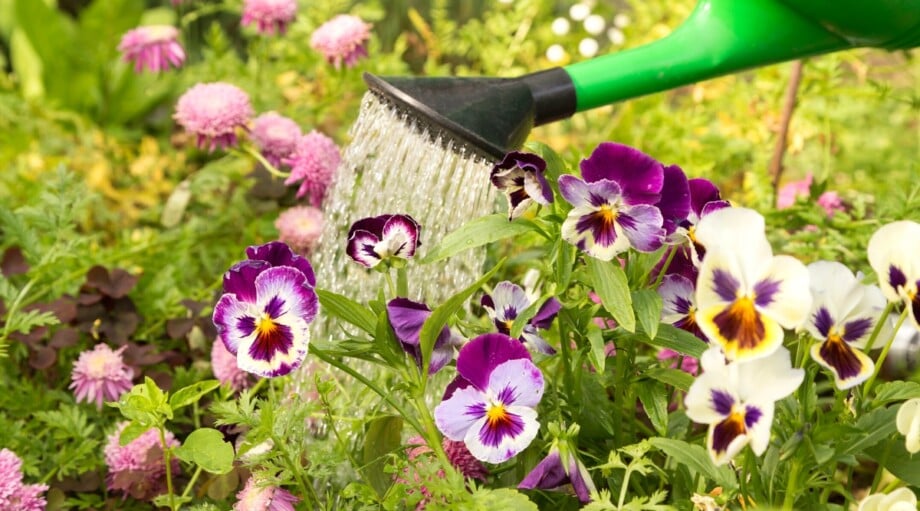 15 Ways to Protect Your Plants From Extreme Heat