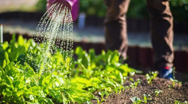 15 Ways to Protect Your Plants From Extreme Heat