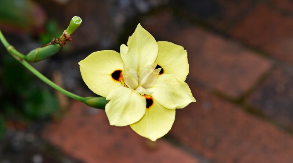 9 Reasons to Plant Bicolor Irises This Season