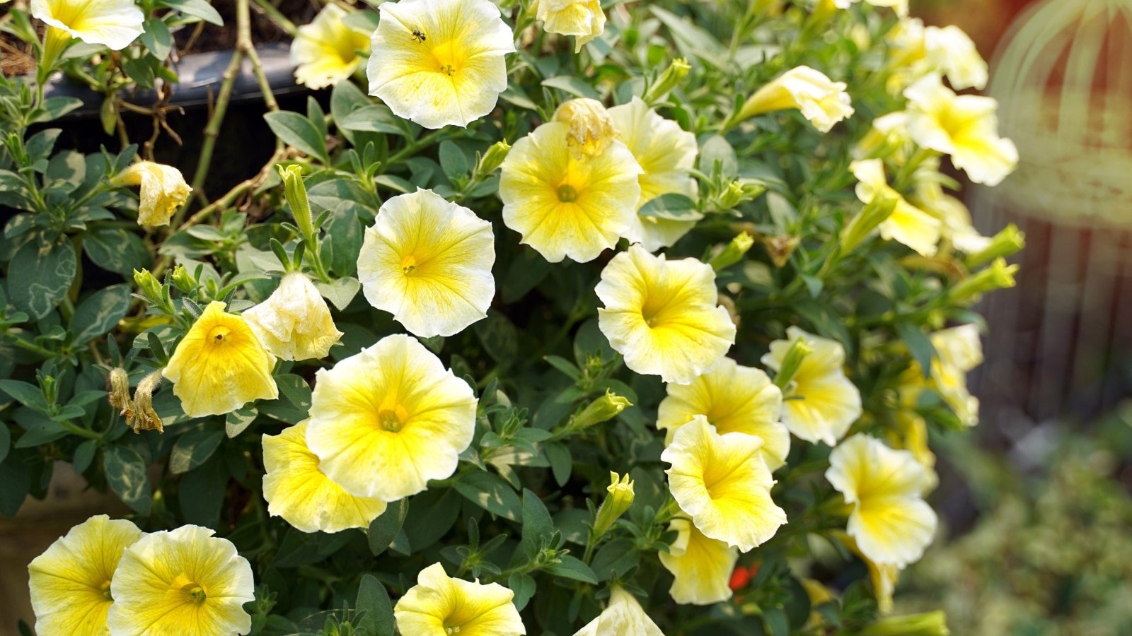 Do Petunias Need Full Sun, Partial Shade, or Full Shade?