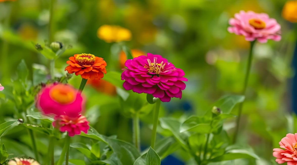 Close-up of blooming multi-colored zinnias in the garden, against a blurred green background. Zinnias are colorful and cheerful annual flowers. The plant has thin stems and lanceolate green leaves arranged oppositely. They have a rough texture and jagged edges, medium green in color. Flowers are pink, orange and pale pink. The flower heads are solitary, similar to daisies, and range in size from small and compact to large and full, with a double row of petals.