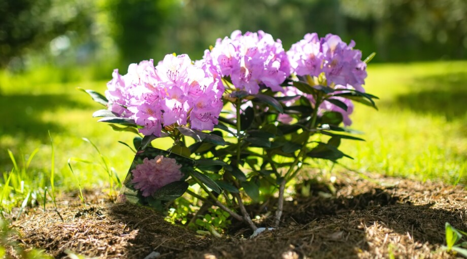 Where Should You Plant Azaleas For Optimal Growth?