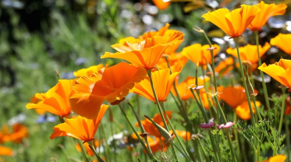 How to Plant, Grow and Care For California Poppies