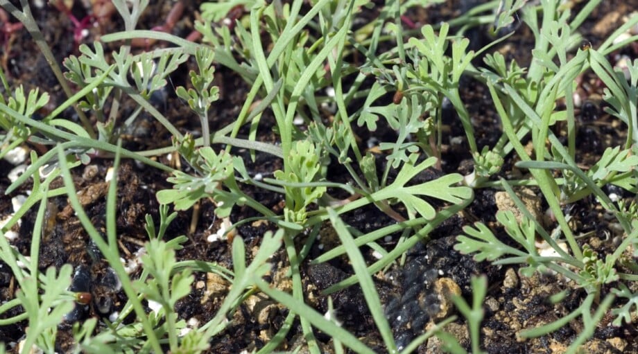 How to Plant, Grow and Care For California Poppies