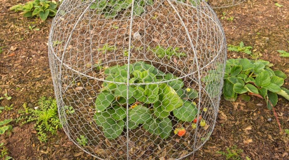 How to Use Cloches and Critter Cages to Protect Young Plants