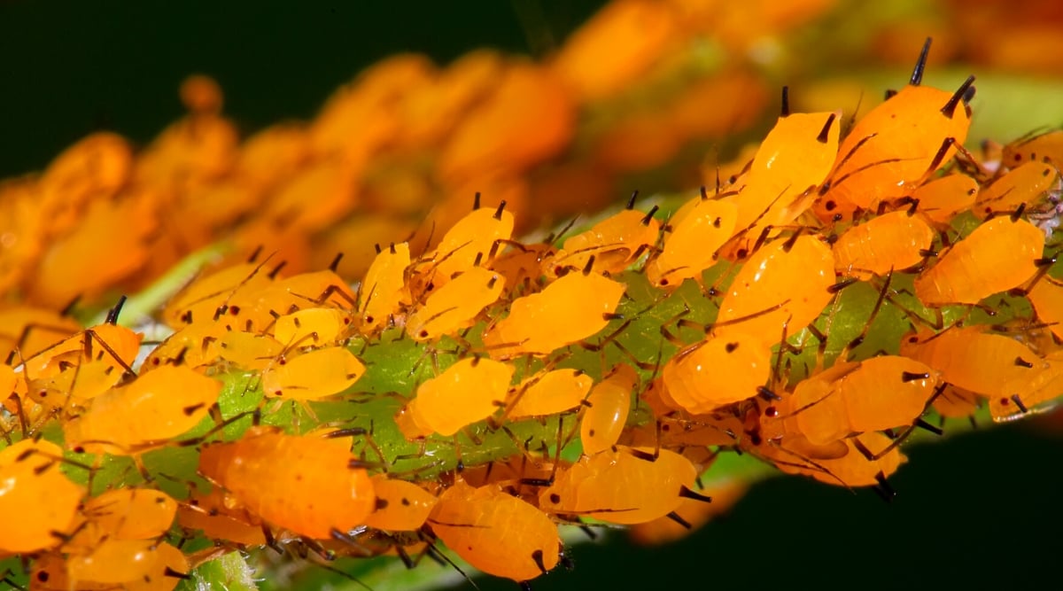 A close-up of a cluster of vibrant orange aphids, with their delicate and elongated bodies, have found a nourishing meal in the form of plant sap. Their small, needle-like mouthparts are inserted into the stem, extracting the vital nutrients.