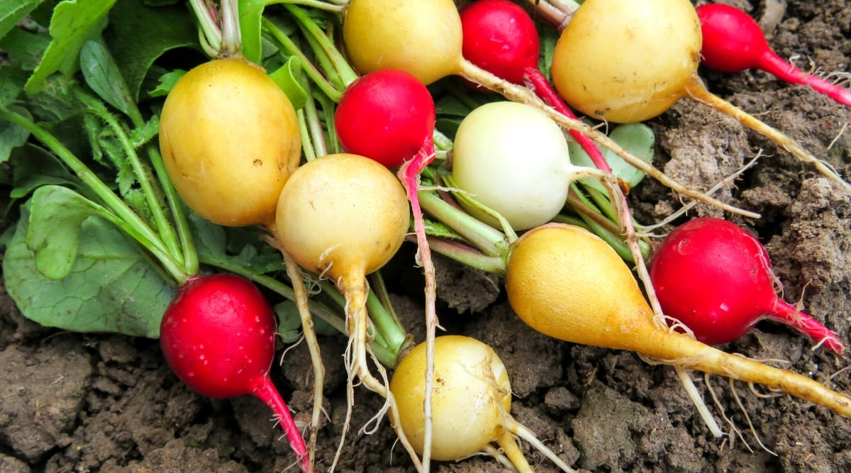 A vibrant cluster of radishes in different hues and their leafy green companions adorn the muddy soil. The white radish gleams like a pearl, while the yellow ones emit a sunny glow. Red radishes add a fiery touch.