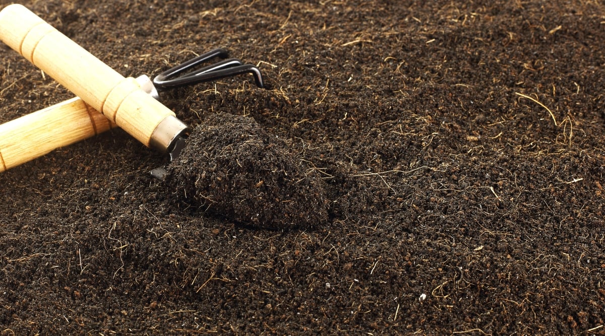 A trowel with a wooden handle holds a generous amount of nutrient-rich soil on its curved metal part, ready for planting. Beside the trowel lies a sturdy gardening fork. Both tools rest on a bed of dark, fertile soil.