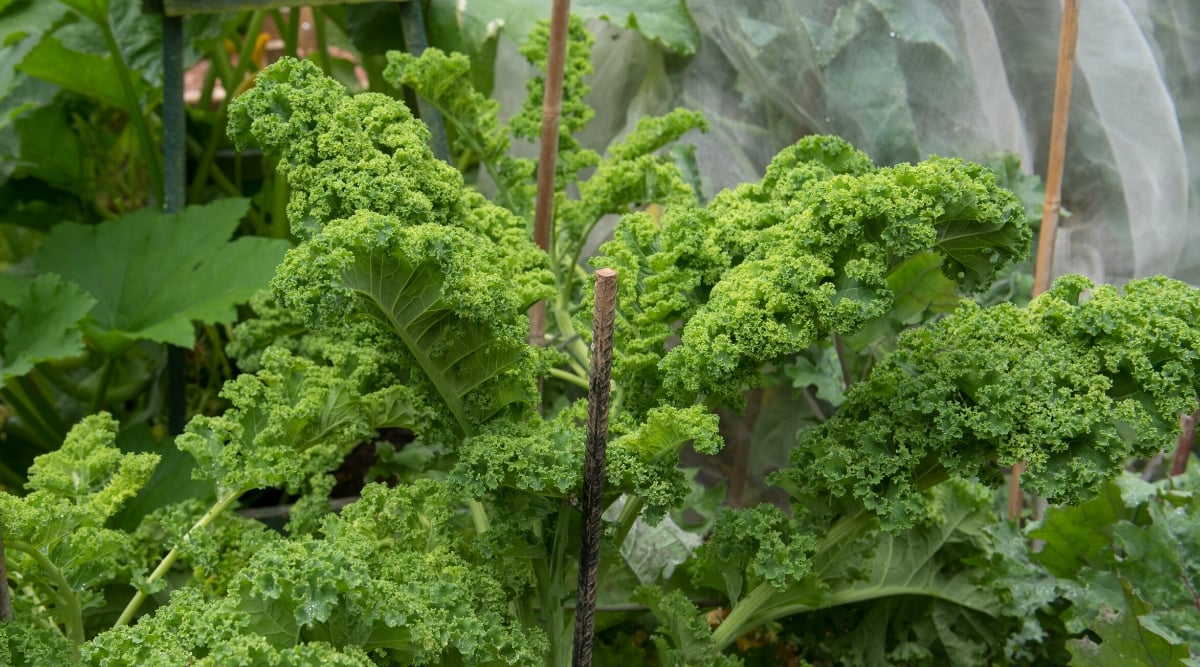 A cluster of vibrant curly kales with lush green leaves, forming an enticing display of nature's bounty. Metal rods expertly support the kales, providing stability and showcasing their natural elegance.