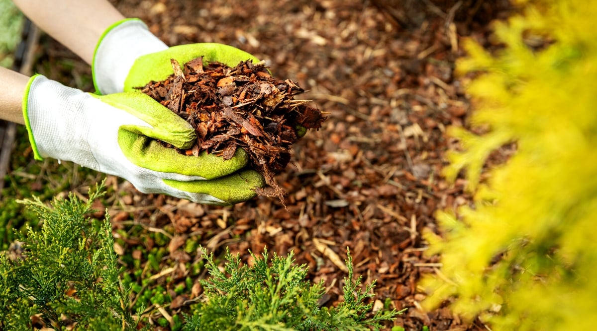 A pair of vibrant green gloved hands gently cradles a fresh brown mulch, ready for planting. The foreground shows vibrant green plants. Meanwhile, the blurred background features an assortment of mulches on the ground.