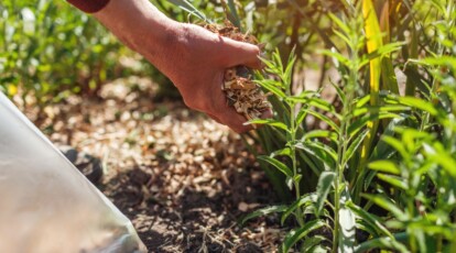 15 Ways to Protect Your Plants From Extreme Heat